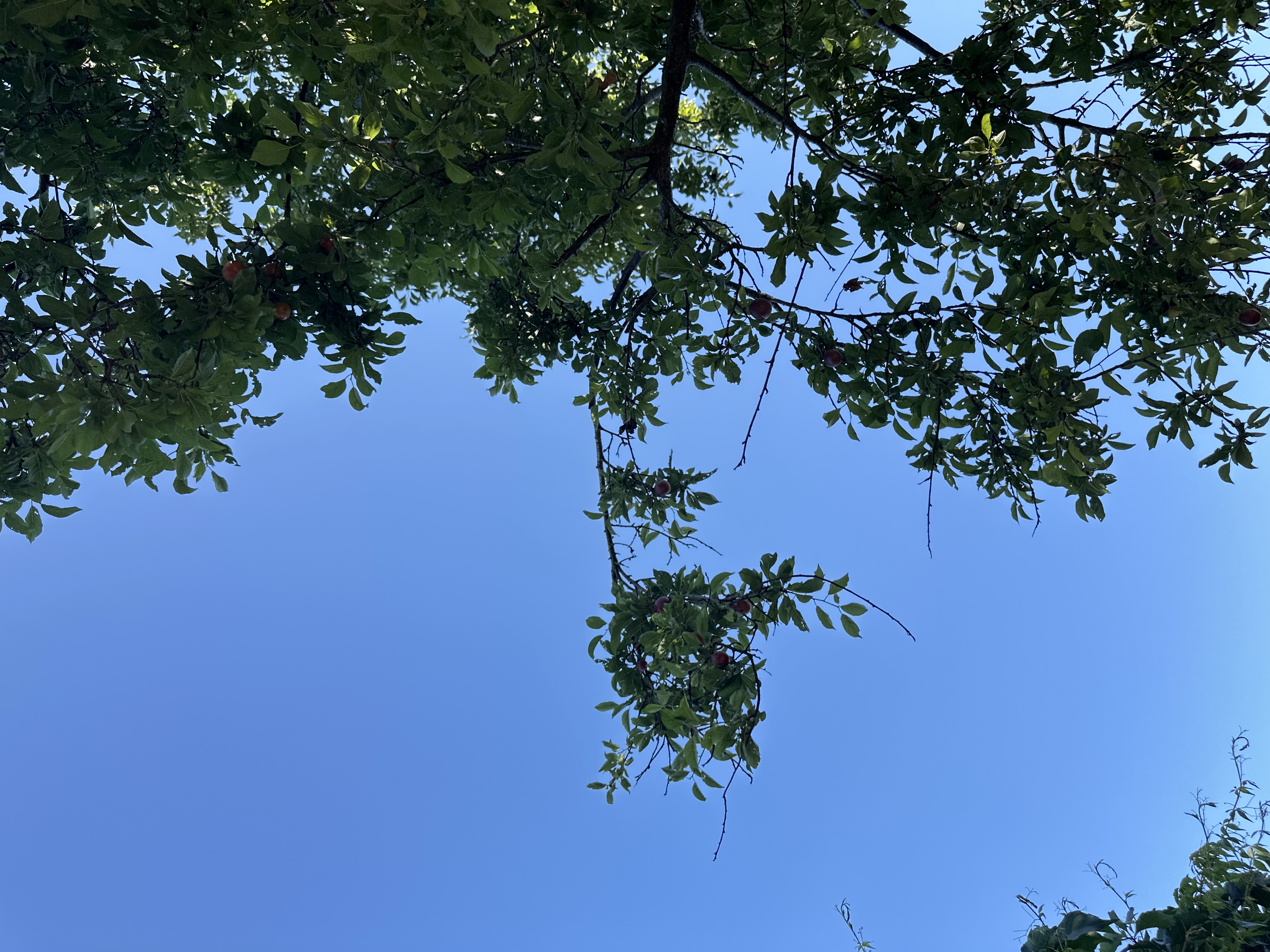 Under the tree!!