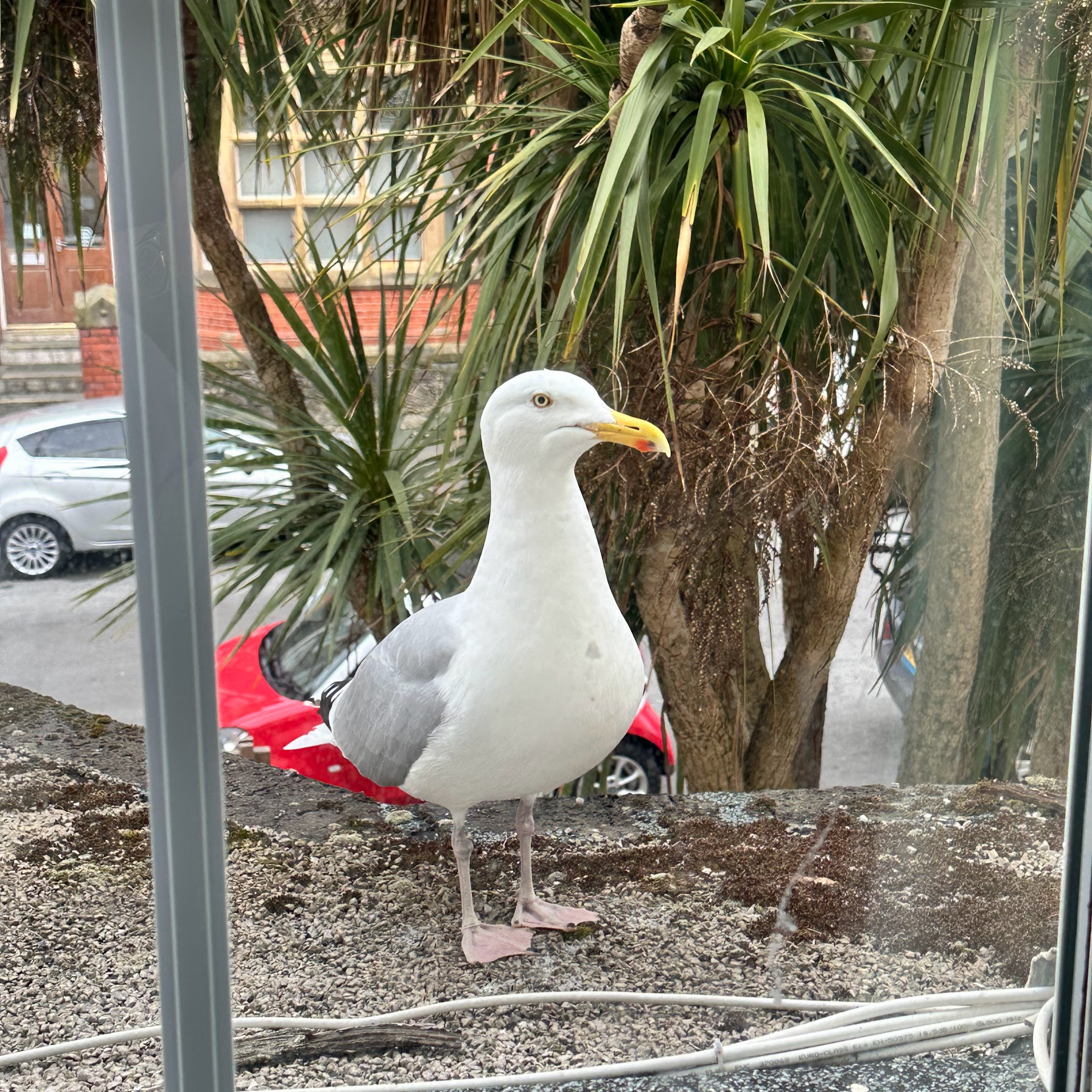 Seafull welcome at my stay