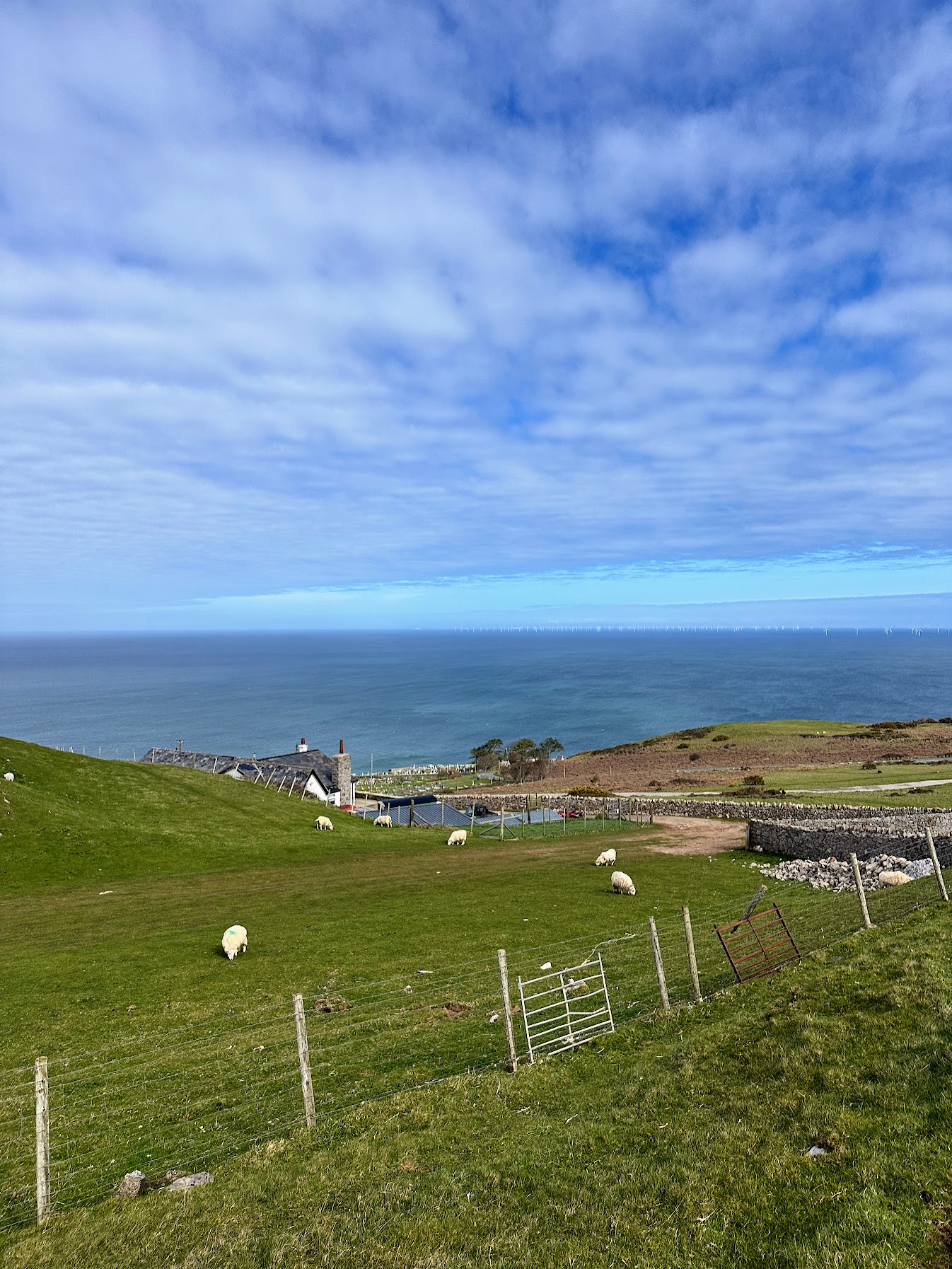The calming walk down the hill with the sheep and the sea